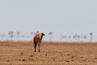 Drought QLD