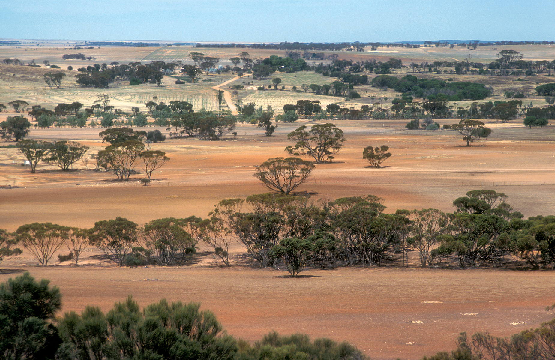 Landscape view of farmland near Bruce Rock in the Western Australian wheat belt. 1981. (Source: Willem van Aken)
