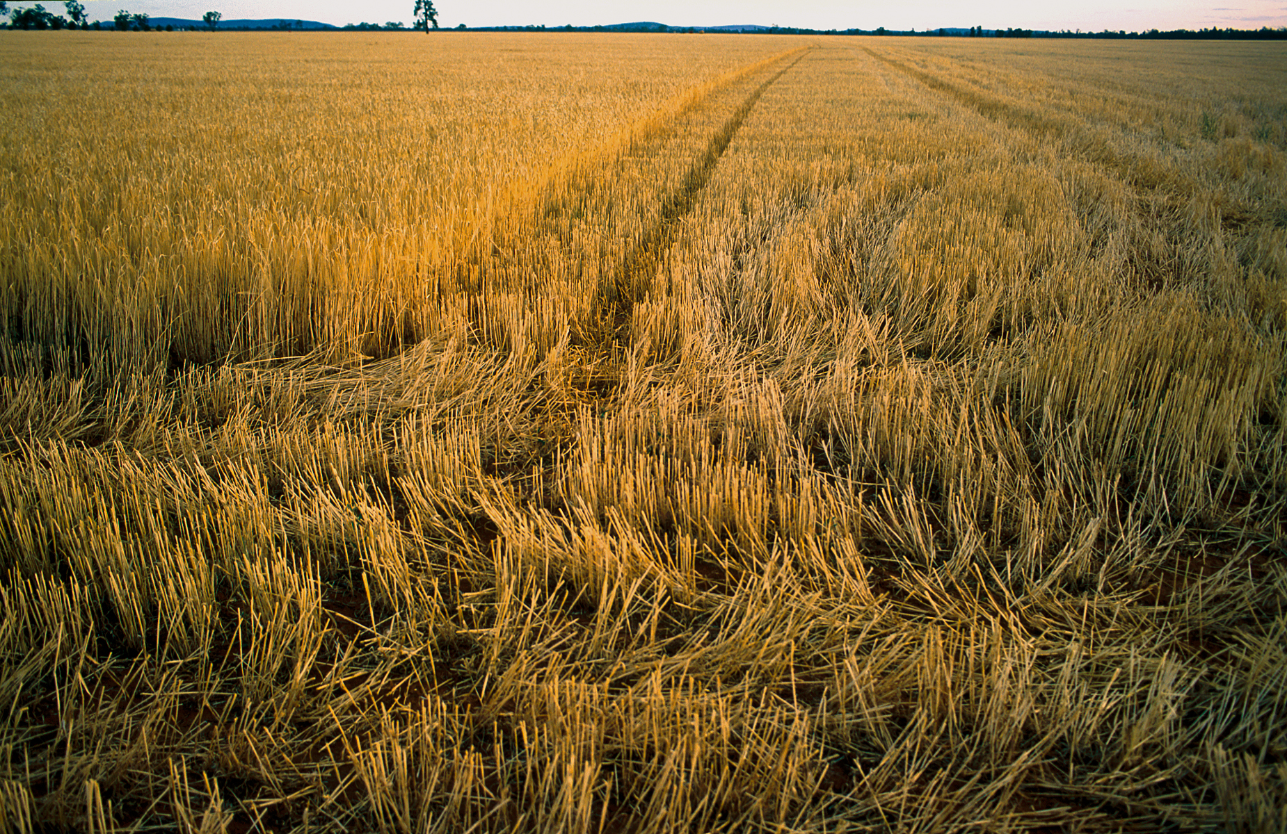 Wheat stubble near Ardlethan, NSW. (Source: Gregory Heath, 2002)