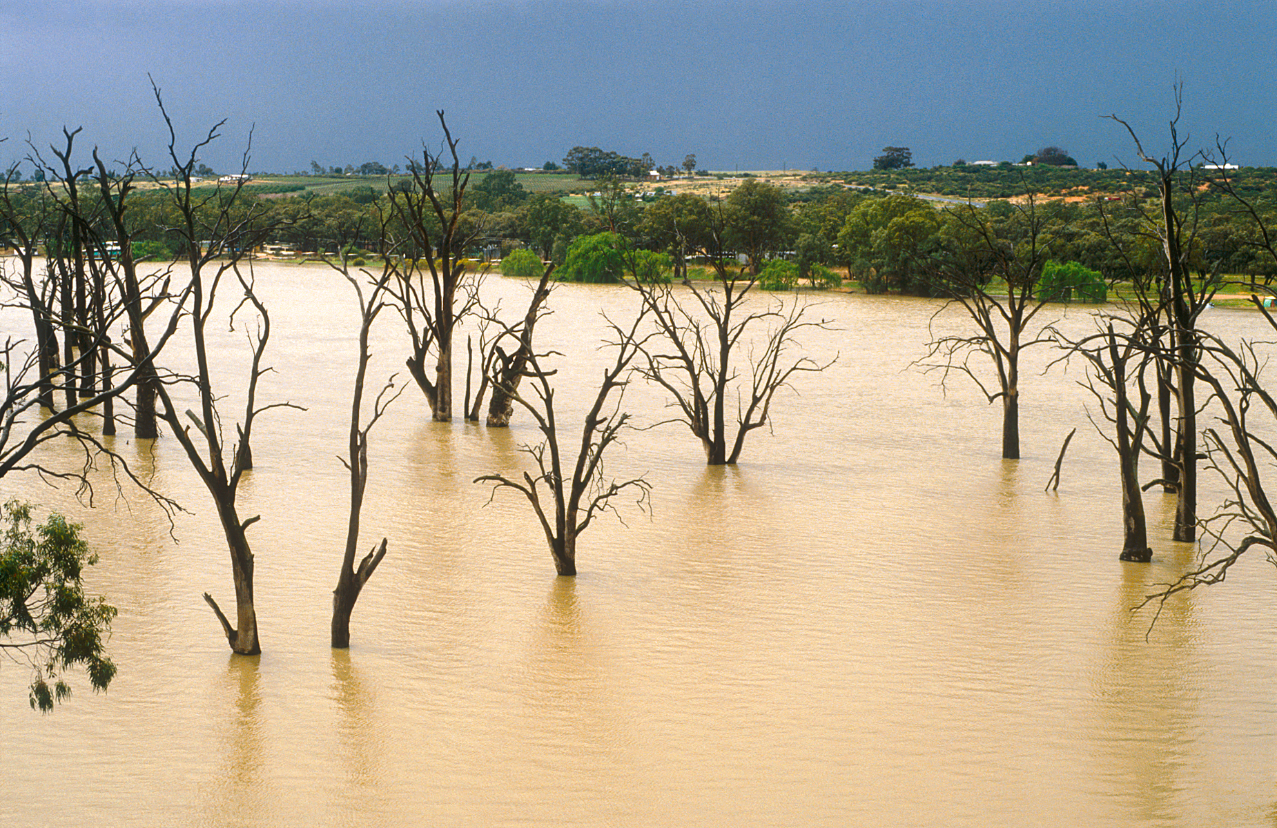 Dead gum trees in the Murray River near Blanchetown, SA. 1989. (W. van Aken, 1989)
