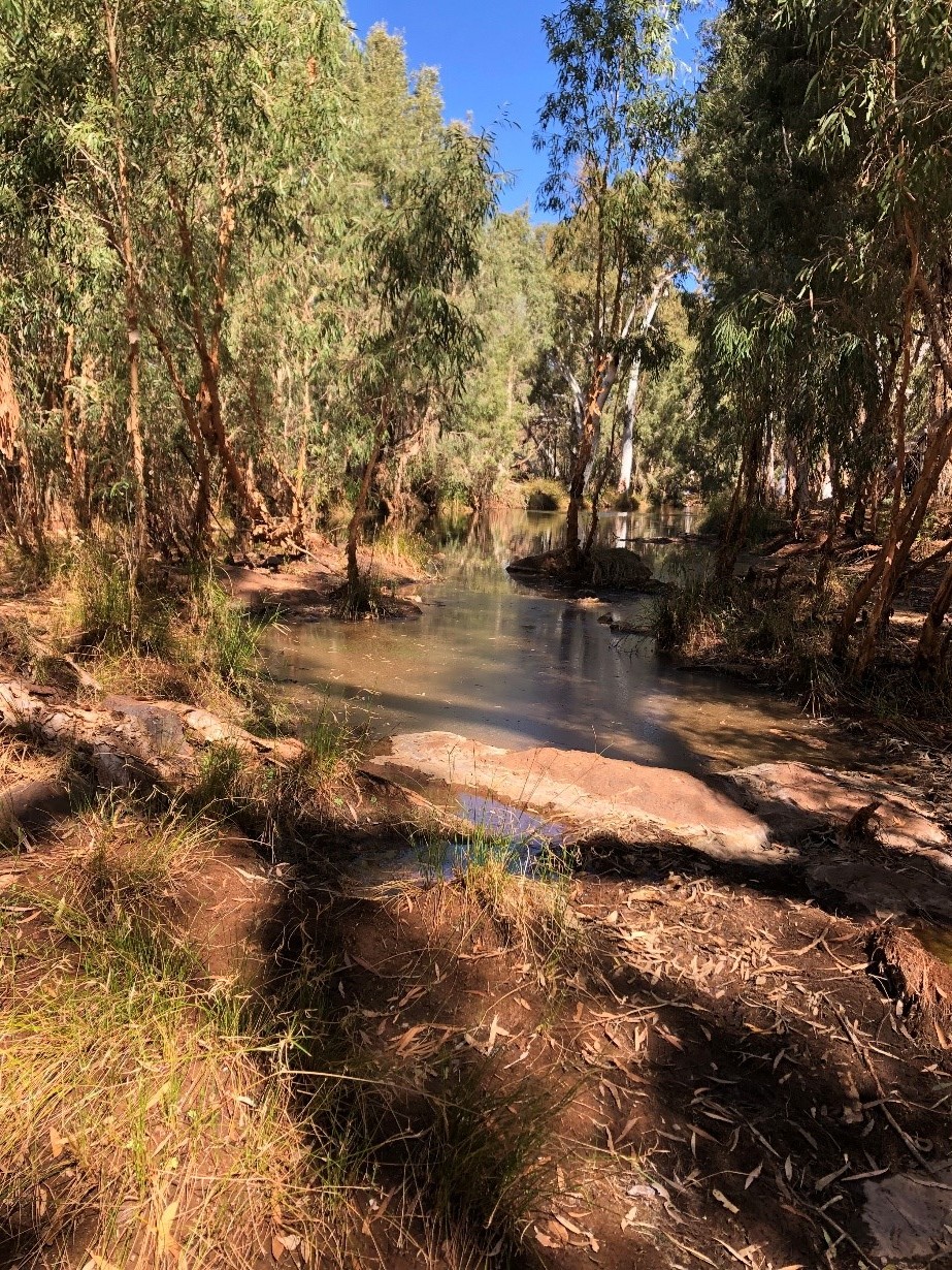 Pools along Weeli Wolli Creek in the Hamersley Basin, Western Australia. Due to groundwater inflows, these pools remain wet all year despite lack of streamflow at the surface. We have developed framework to understand the hydrogeological mechanisms that contribute to this groundwater inflow. By understanding the hydrogeology, we can better manage and protect these valuable water resources. Photo credit: Sarah Chapman.